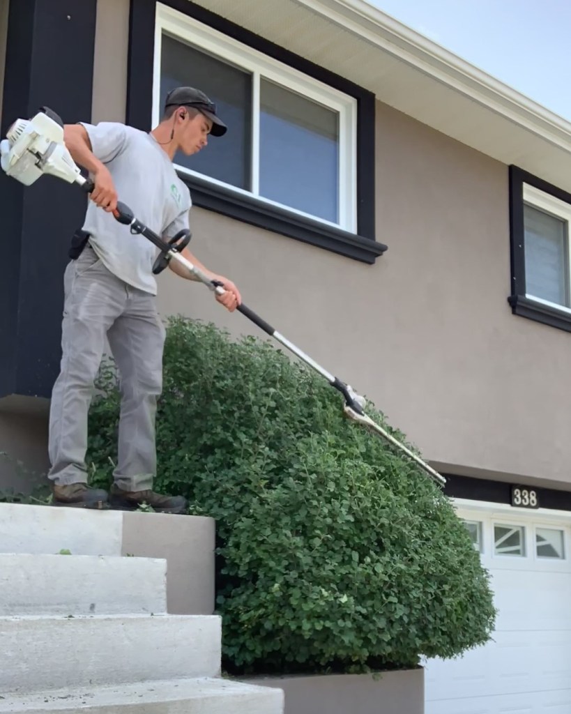 Cedar Hedge Trimming